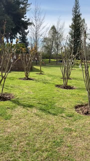 Árboles jóvenes plantados en césped con tazas de riego